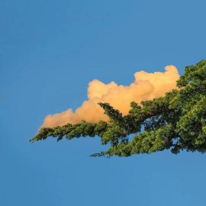 中国体育生导管
